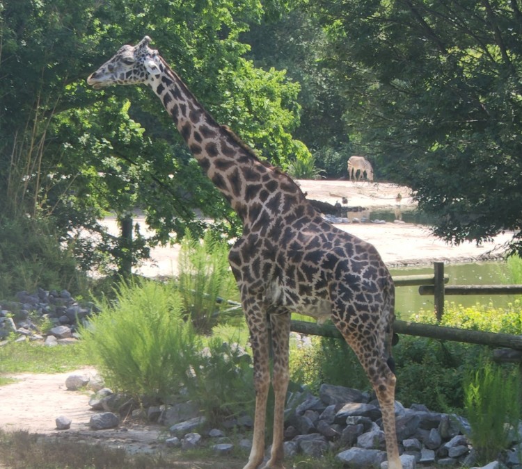 Virginia Zoo (Norfolk,&nbspVA)